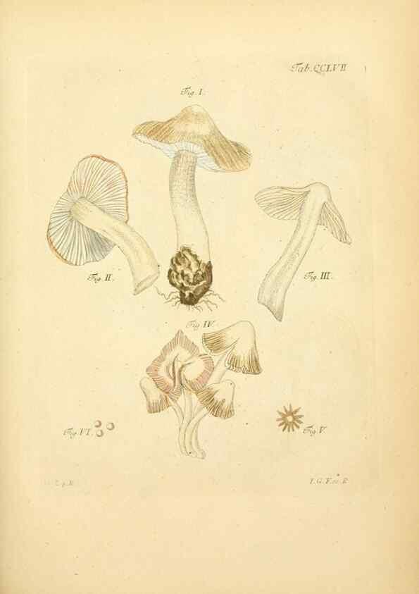 Reproducción/Reproduction 10314660854: Fungorum qui in Bavaria et Palatinatu circa Ratisbonam nascuntur icones, nativis coloribus expressae.. Erlangae,Apud J.J. Palmium,1800.