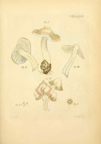 Reproducción/Reproduction 10314660854: Fungorum qui in Bavaria et Palatinatu circa Ratisbonam nascuntur icones, nativis coloribus expressae.. Erlangae,Apud J.J. Palmium,1800.