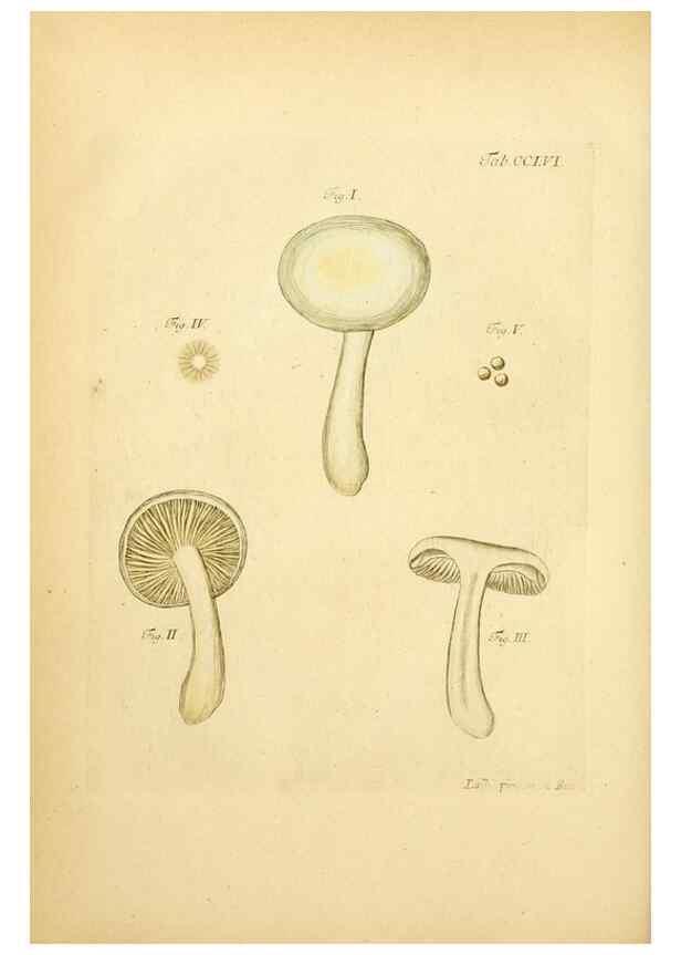 Reproducción/Reproduction 10314689235: Fungorum qui in Bavaria et Palatinatu circa Ratisbonam nascuntur icones, nativis coloribus expressae.. Erlangae,Apud J.J. Palmium,1800.