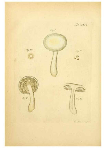 Reproducción/Reproduction 10314689235: Fungorum qui in Bavaria et Palatinatu circa Ratisbonam nascuntur icones, nativis coloribus expressae.. Erlangae,Apud J.J. Palmium,1800.
