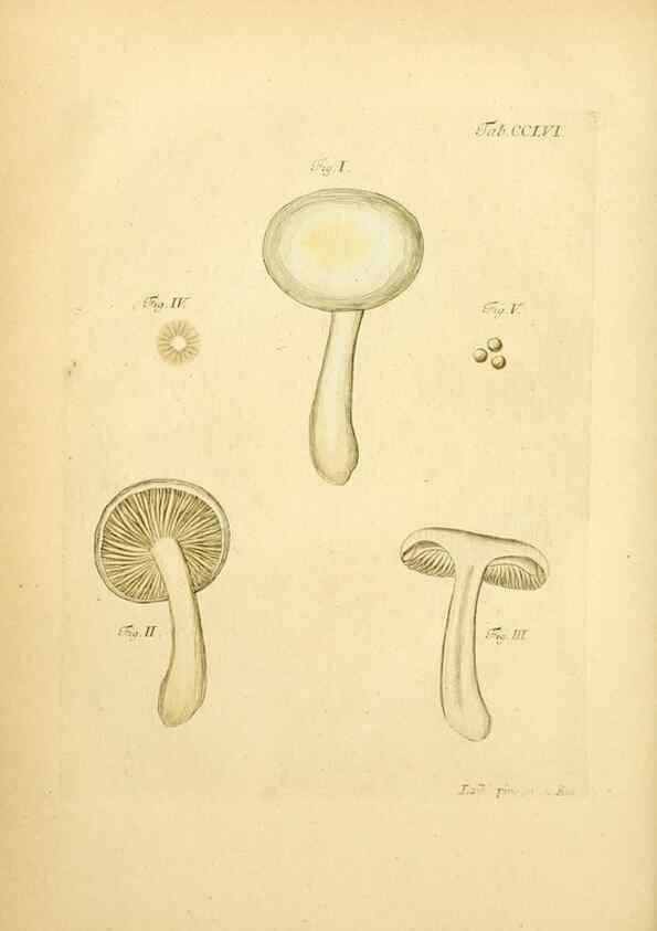Reproducción/Reproduction 10314689235: Fungorum qui in Bavaria et Palatinatu circa Ratisbonam nascuntur icones, nativis coloribus expressae.. Erlangae,Apud J.J. Palmium,1800.