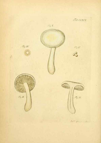 Reproducción/Reproduction 10314689235: Fungorum qui in Bavaria et Palatinatu circa Ratisbonam nascuntur icones, nativis coloribus expressae.. Erlangae,Apud J.J. Palmium,1800.