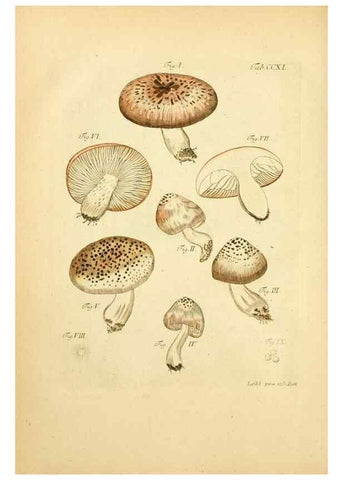 Reproducción/Reproduction 10314581564: Fungorum qui in Bavaria et Palatinatu circa Ratisbonam nascuntur icones, nativis coloribus expressae.. Erlangae,Apud J.J. Palmium,1800.