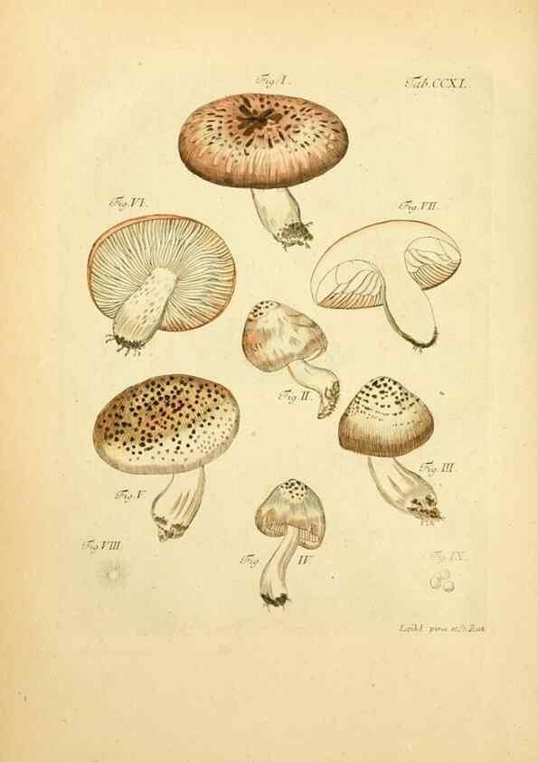 Reproducción/Reproduction 10314581564: Fungorum qui in Bavaria et Palatinatu circa Ratisbonam nascuntur icones, nativis coloribus expressae.. Erlangae,Apud J.J. Palmium,1800.