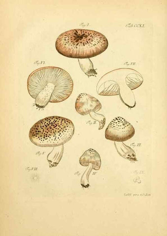 Reproducción/Reproduction 10314581564: Fungorum qui in Bavaria et Palatinatu circa Ratisbonam nascuntur icones, nativis coloribus expressae.. Erlangae,Apud J.J. Palmium,1800.