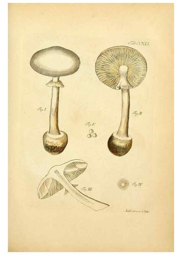 Reproducción/Reproduction 10314641236: Fungorum qui in Bavaria et Palatinatu circa Ratisbonam nascuntur icones, nativis coloribus expressae.. Erlangae,Apud J.J. Palmium,1800.