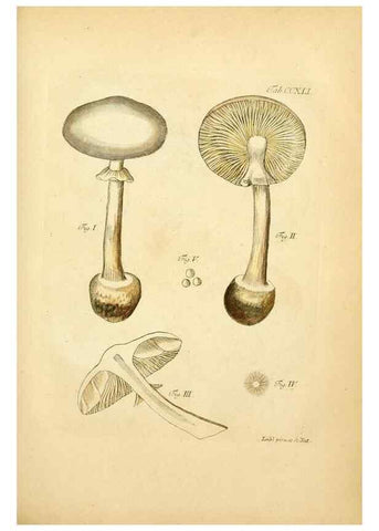 Reproducción/Reproduction 10314641236: Fungorum qui in Bavaria et Palatinatu circa Ratisbonam nascuntur icones, nativis coloribus expressae.. Erlangae,Apud J.J. Palmium,1800.
