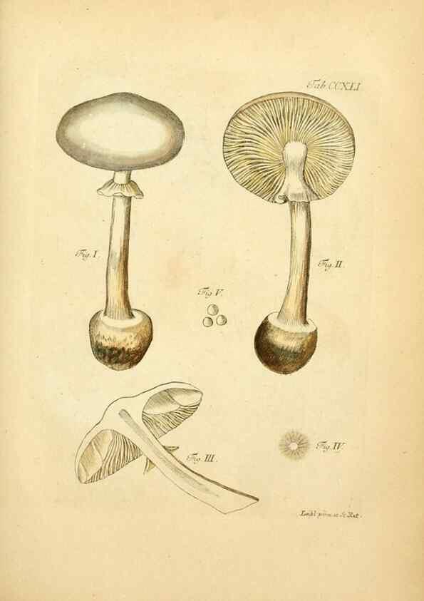 Reproducción/Reproduction 10314641236: Fungorum qui in Bavaria et Palatinatu circa Ratisbonam nascuntur icones, nativis coloribus expressae.. Erlangae,Apud J.J. Palmium,1800.