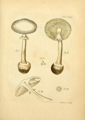 Reproducción/Reproduction 10314641236: Fungorum qui in Bavaria et Palatinatu circa Ratisbonam nascuntur icones, nativis coloribus expressae.. Erlangae,Apud J.J. Palmium,1800.