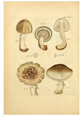 Reproducción/Reproduction 10314589534: Fungorum qui in Bavaria et Palatinatu circa Ratisbonam nascuntur icones, nativis coloribus expressae.. Erlangae,Apud J.J. Palmium,1800.