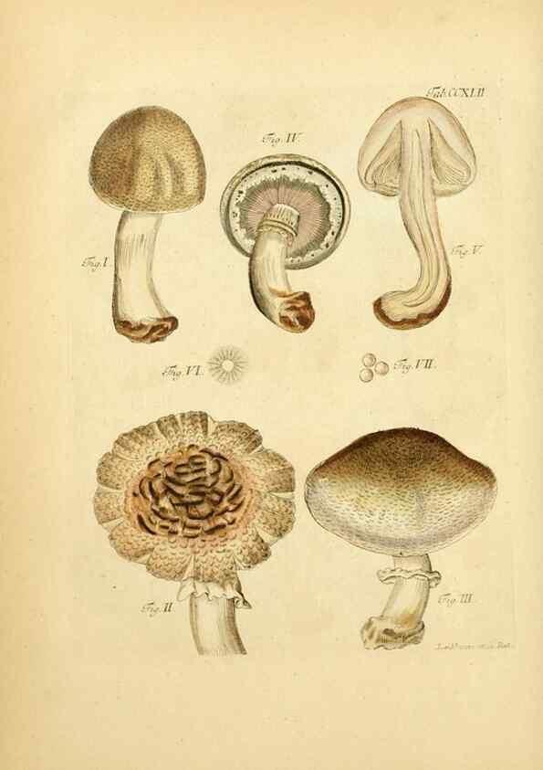 Reproducción/Reproduction 10314589534: Fungorum qui in Bavaria et Palatinatu circa Ratisbonam nascuntur icones, nativis coloribus expressae.. Erlangae,Apud J.J. Palmium,1800.