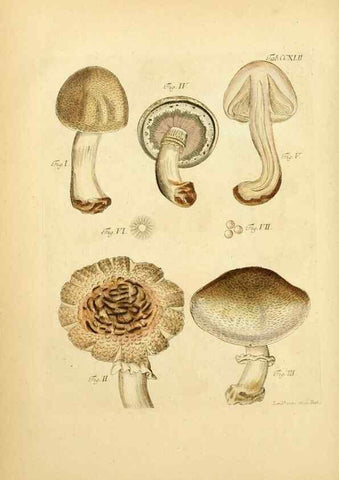 Reproducción/Reproduction 10314589534: Fungorum qui in Bavaria et Palatinatu circa Ratisbonam nascuntur icones, nativis coloribus expressae.. Erlangae,Apud J.J. Palmium,1800.