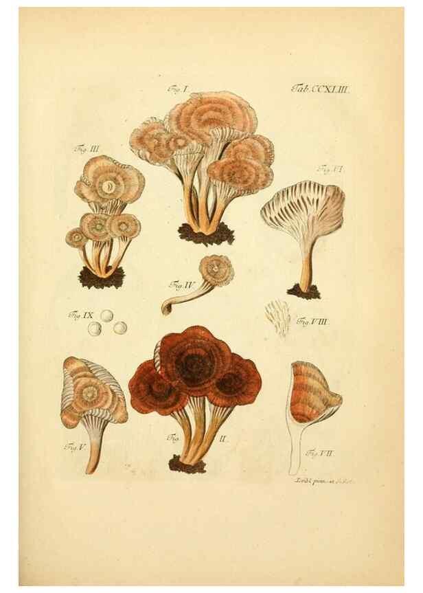 Reproducción/Reproduction 10314594214: Fungorum qui in Bavaria et Palatinatu circa Ratisbonam nascuntur icones, nativis coloribus expressae.. Erlangae,Apud J.J. Palmium,1800.