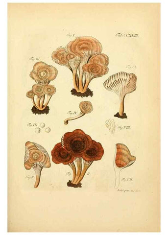 Reproducción/Reproduction 10314594214: Fungorum qui in Bavaria et Palatinatu circa Ratisbonam nascuntur icones, nativis coloribus expressae.. Erlangae,Apud J.J. Palmium,1800.