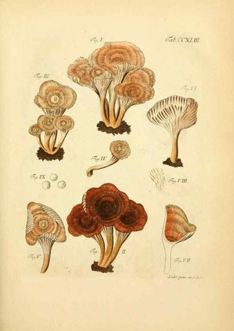 Reproducción/Reproduction 10314594214: Fungorum qui in Bavaria et Palatinatu circa Ratisbonam nascuntur icones, nativis coloribus expressae.. Erlangae,Apud J.J. Palmium,1800.