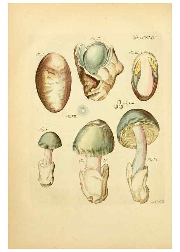 Reproducción/Reproduction 10314655676: Fungorum qui in Bavaria et Palatinatu circa Ratisbonam nascuntur icones, nativis coloribus expressae.. Erlangae,Apud J.J. Palmium,1800.