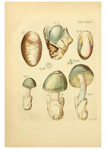 Reproducción/Reproduction 10314655676: Fungorum qui in Bavaria et Palatinatu circa Ratisbonam nascuntur icones, nativis coloribus expressae.. Erlangae,Apud J.J. Palmium,1800.