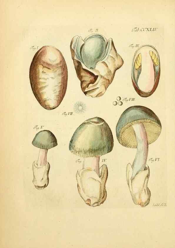 Reproducción/Reproduction 10314655676: Fungorum qui in Bavaria et Palatinatu circa Ratisbonam nascuntur icones, nativis coloribus expressae.. Erlangae,Apud J.J. Palmium,1800.