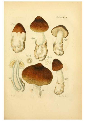 Reproducción/Reproduction 10314636265: Fungorum qui in Bavaria et Palatinatu circa Ratisbonam nascuntur icones, nativis coloribus expressae.. Erlangae,Apud J.J. Palmium,1800.