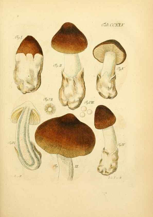Reproducción/Reproduction 10314636265: Fungorum qui in Bavaria et Palatinatu circa Ratisbonam nascuntur icones, nativis coloribus expressae.. Erlangae,Apud J.J. Palmium,1800.