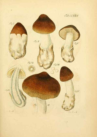Reproducción/Reproduction 10314636265: Fungorum qui in Bavaria et Palatinatu circa Ratisbonam nascuntur icones, nativis coloribus expressae.. Erlangae,Apud J.J. Palmium,1800.