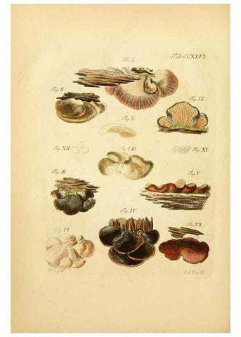 Reproducción/Reproduction 10314608234: Fungorum qui in Bavaria et Palatinatu circa Ratisbonam nascuntur icones, nativis coloribus expressae.. Erlangae,Apud J.J. Palmium,1800.