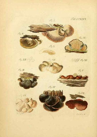 Reproducción/Reproduction 10314608234: Fungorum qui in Bavaria et Palatinatu circa Ratisbonam nascuntur icones, nativis coloribus expressae.. Erlangae,Apud J.J. Palmium,1800.