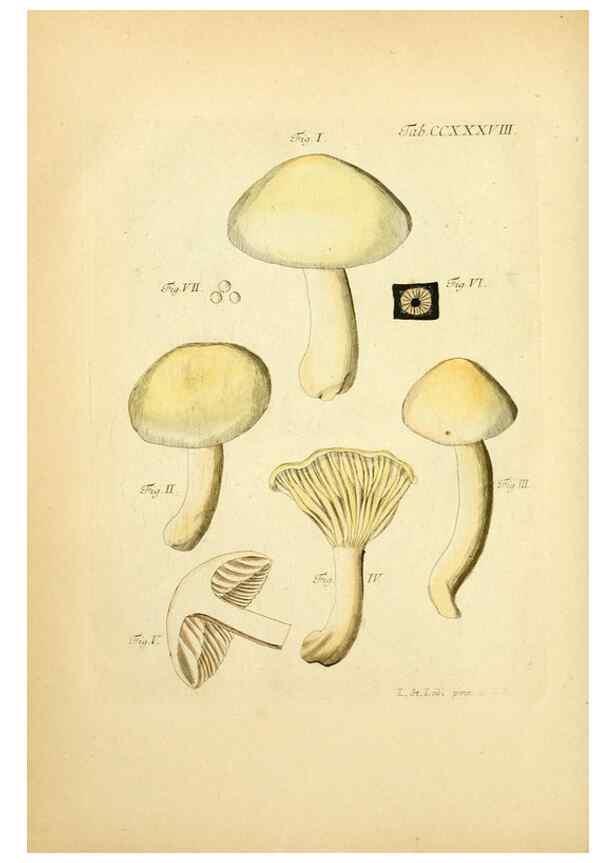Reproducción/Reproduction 10314764213: Fungorum qui in Bavaria et Palatinatu circa Ratisbonam nascuntur icones, nativis coloribus expressae.. Erlangae,Apud J.J. Palmium,1800.