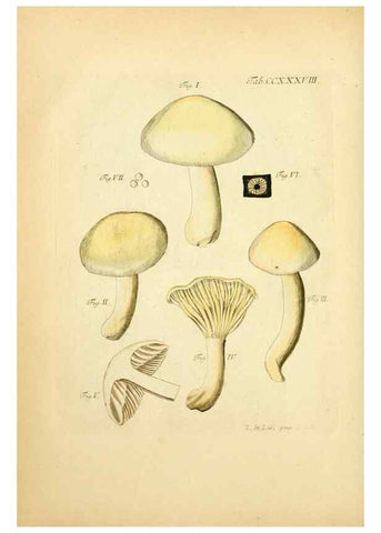 Reproducción/Reproduction 10314764213: Fungorum qui in Bavaria et Palatinatu circa Ratisbonam nascuntur icones, nativis coloribus expressae.. Erlangae,Apud J.J. Palmium,1800.