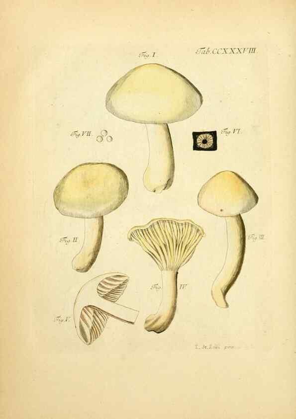 Reproducción/Reproduction 10314764213: Fungorum qui in Bavaria et Palatinatu circa Ratisbonam nascuntur icones, nativis coloribus expressae.. Erlangae,Apud J.J. Palmium,1800.