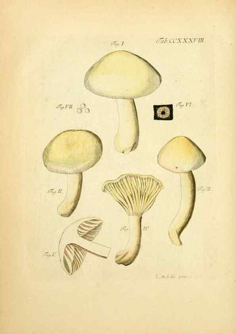 Reproducción/Reproduction 10314764213: Fungorum qui in Bavaria et Palatinatu circa Ratisbonam nascuntur icones, nativis coloribus expressae.. Erlangae,Apud J.J. Palmium,1800.