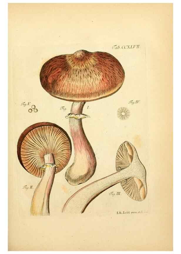 Reproducción/Reproduction 10314805223: Fungorum qui in Bavaria et Palatinatu circa Ratisbonam nascuntur icones, nativis coloribus expressae.. Erlangae,Apud J.J. Palmium,1800.