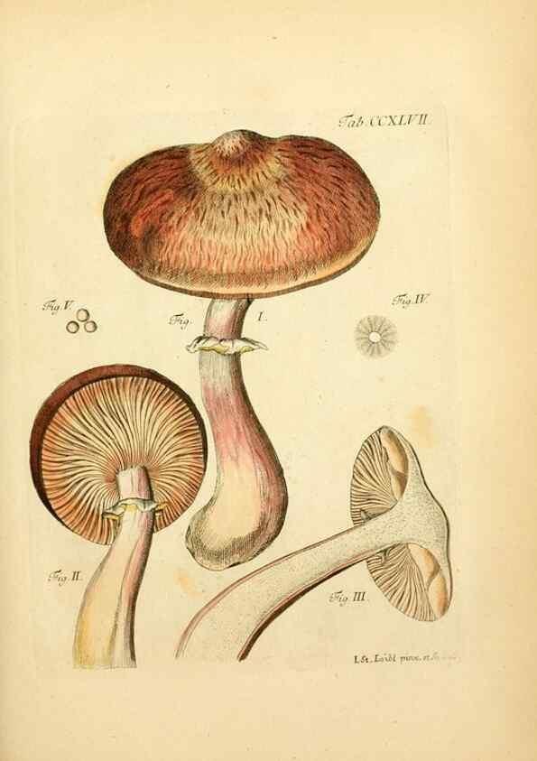 Reproducción/Reproduction 10314805223: Fungorum qui in Bavaria et Palatinatu circa Ratisbonam nascuntur icones, nativis coloribus expressae.. Erlangae,Apud J.J. Palmium,1800.
