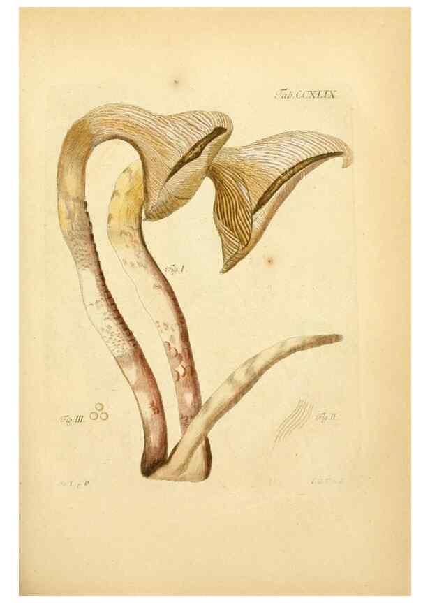 Reproducción/Reproduction 10314621974: Fungorum qui in Bavaria et Palatinatu circa Ratisbonam nascuntur icones, nativis coloribus expressae.. Erlangae,Apud J.J. Palmium,1800.