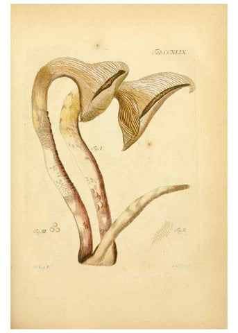 Reproducción/Reproduction 10314621974: Fungorum qui in Bavaria et Palatinatu circa Ratisbonam nascuntur icones, nativis coloribus expressae.. Erlangae,Apud J.J. Palmium,1800.
