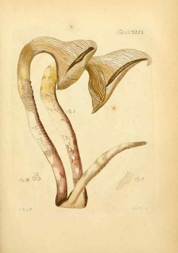 Reproducción/Reproduction 10314621974: Fungorum qui in Bavaria et Palatinatu circa Ratisbonam nascuntur icones, nativis coloribus expressae.. Erlangae,Apud J.J. Palmium,1800.