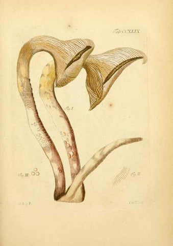 Reproducción/Reproduction 10314621974: Fungorum qui in Bavaria et Palatinatu circa Ratisbonam nascuntur icones, nativis coloribus expressae.. Erlangae,Apud J.J. Palmium,1800.