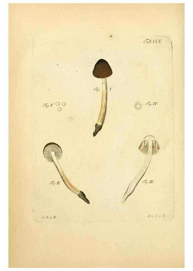 Reproducción/Reproduction 10314683606: Fungorum qui in Bavaria et Palatinatu circa Ratisbonam nascuntur icones, nativis coloribus expressae.. Erlangae,Apud J.J. Palmium,1800.