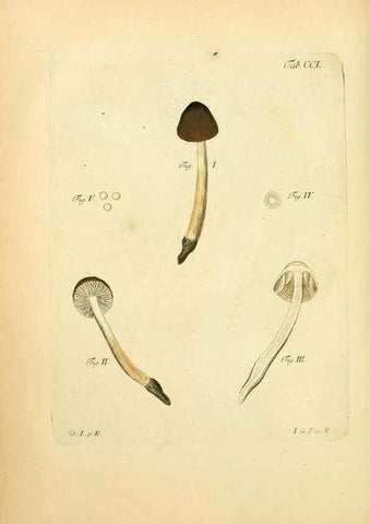 Reproducción/Reproduction 10314683606: Fungorum qui in Bavaria et Palatinatu circa Ratisbonam nascuntur icones, nativis coloribus expressae.. Erlangae,Apud J.J. Palmium,1800.