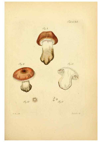 Reproducción/Reproduction 10314628894: Fungorum qui in Bavaria et Palatinatu circa Ratisbonam nascuntur icones, nativis coloribus expressae.. Erlangae,Apud J.J. Palmium,1800.