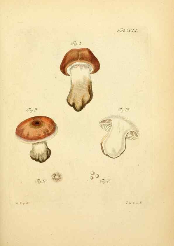 Reproducción/Reproduction 10314628894: Fungorum qui in Bavaria et Palatinatu circa Ratisbonam nascuntur icones, nativis coloribus expressae.. Erlangae,Apud J.J. Palmium,1800.