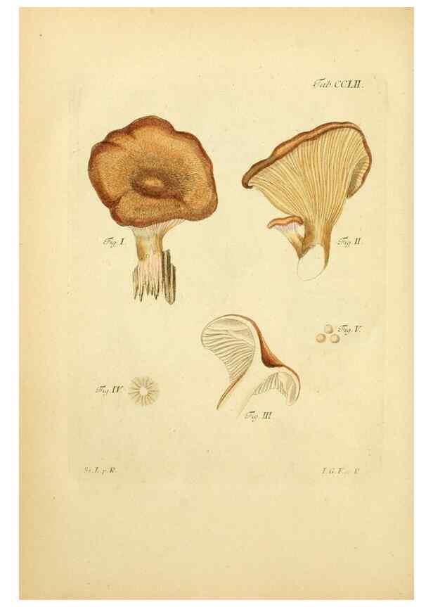 Reproducción/Reproduction 10314693206: Fungorum qui in Bavaria et Palatinatu circa Ratisbonam nascuntur icones, nativis coloribus expressae.. Erlangae,Apud J.J. Palmium,1800.
