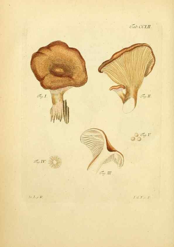 Reproducción/Reproduction 10314693206: Fungorum qui in Bavaria et Palatinatu circa Ratisbonam nascuntur icones, nativis coloribus expressae.. Erlangae,Apud J.J. Palmium,1800.