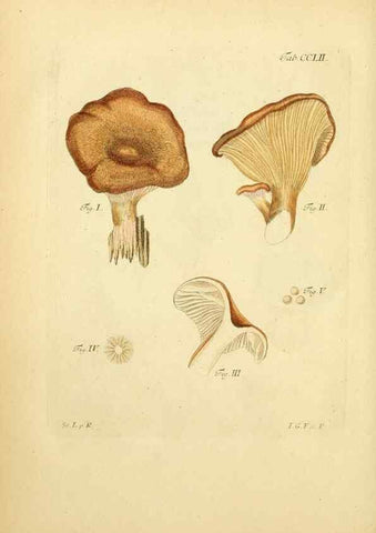 Reproducción/Reproduction 10314693206: Fungorum qui in Bavaria et Palatinatu circa Ratisbonam nascuntur icones, nativis coloribus expressae.. Erlangae,Apud J.J. Palmium,1800.