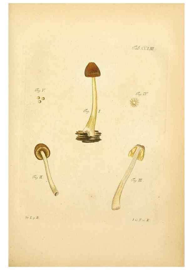 Reproducción/Reproduction 10314672985: Fungorum qui in Bavaria et Palatinatu circa Ratisbonam nascuntur icones, nativis coloribus expressae.. Erlangae,Apud J.J. Palmium,1800.