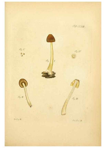 Reproducción/Reproduction 10314672985: Fungorum qui in Bavaria et Palatinatu circa Ratisbonam nascuntur icones, nativis coloribus expressae.. Erlangae,Apud J.J. Palmium,1800.