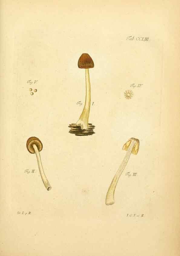 Reproducción/Reproduction 10314672985: Fungorum qui in Bavaria et Palatinatu circa Ratisbonam nascuntur icones, nativis coloribus expressae.. Erlangae,Apud J.J. Palmium,1800.