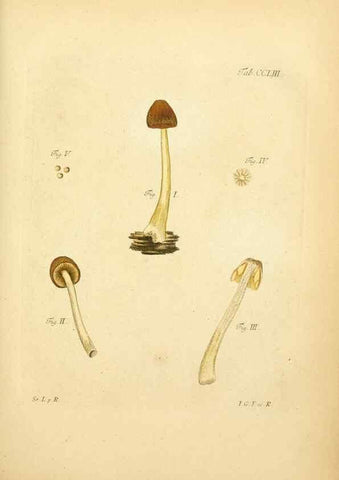 Reproducción/Reproduction 10314672985: Fungorum qui in Bavaria et Palatinatu circa Ratisbonam nascuntur icones, nativis coloribus expressae.. Erlangae,Apud J.J. Palmium,1800.