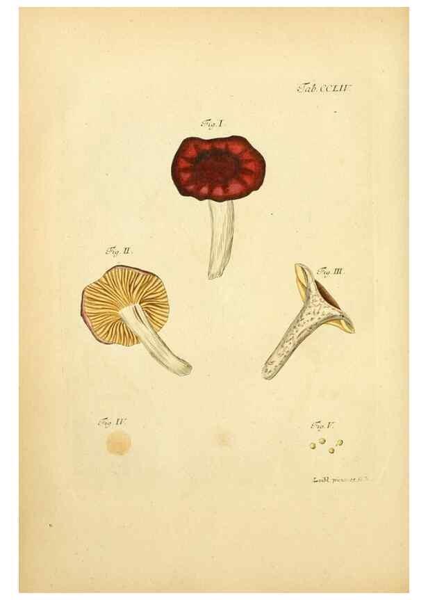 Reproducción/Reproduction 10314702546: Fungorum qui in Bavaria et Palatinatu circa Ratisbonam nascuntur icones, nativis coloribus expressae.. Erlangae,Apud J.J. Palmium,1800.