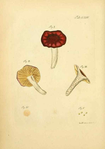 Reproducción/Reproduction 10314702546: Fungorum qui in Bavaria et Palatinatu circa Ratisbonam nascuntur icones, nativis coloribus expressae.. Erlangae,Apud J.J. Palmium,1800.
